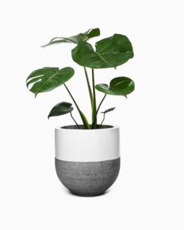 نبات الريحان